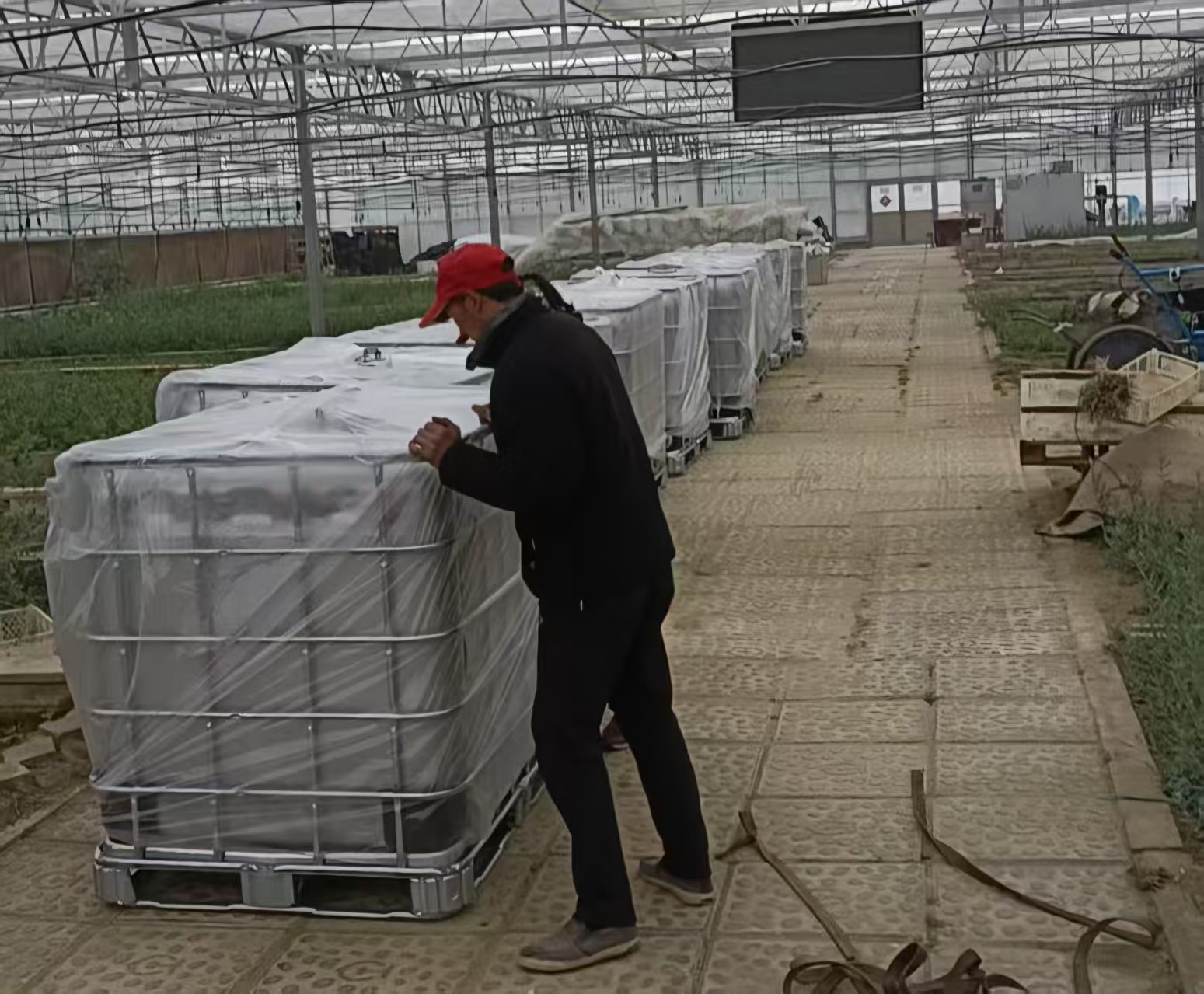 不锈钢吨桶应用植物橄榄油农场